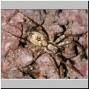 Anyphaena accentuata - Zartspinne w03 7mm.jpg